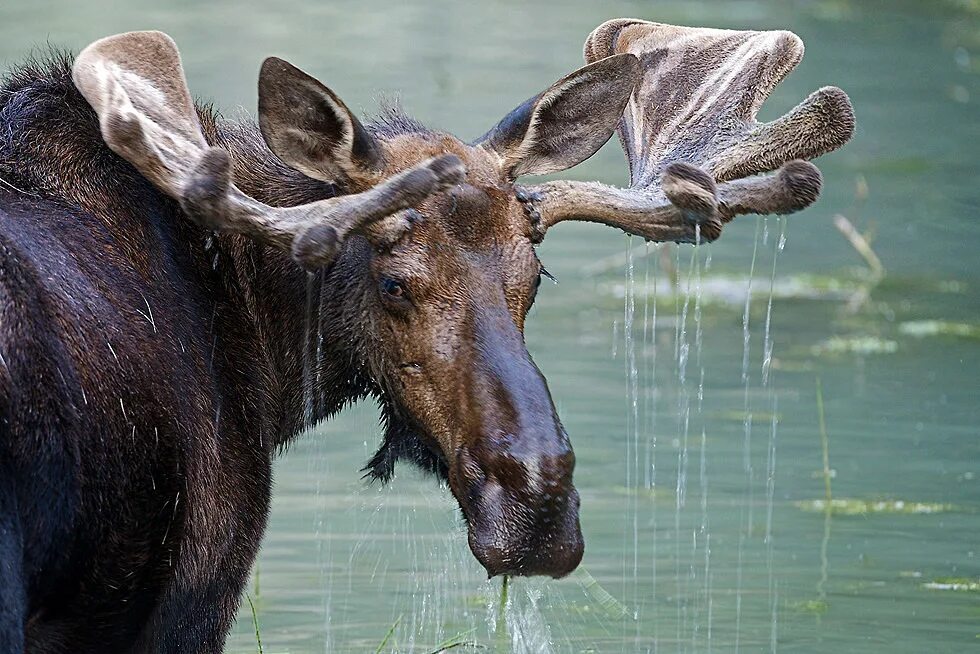 Лось пьет воду. Олень пьет воду. Олень пьет. Живой Лось.