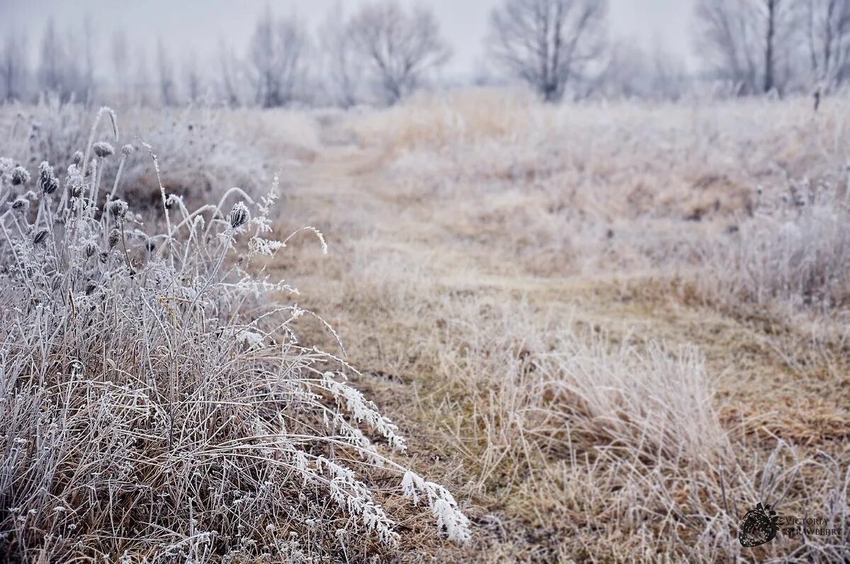 иней на полыни читать. иней на полыни читать. анна цешлак изморозь. иней. иней и изморозь.