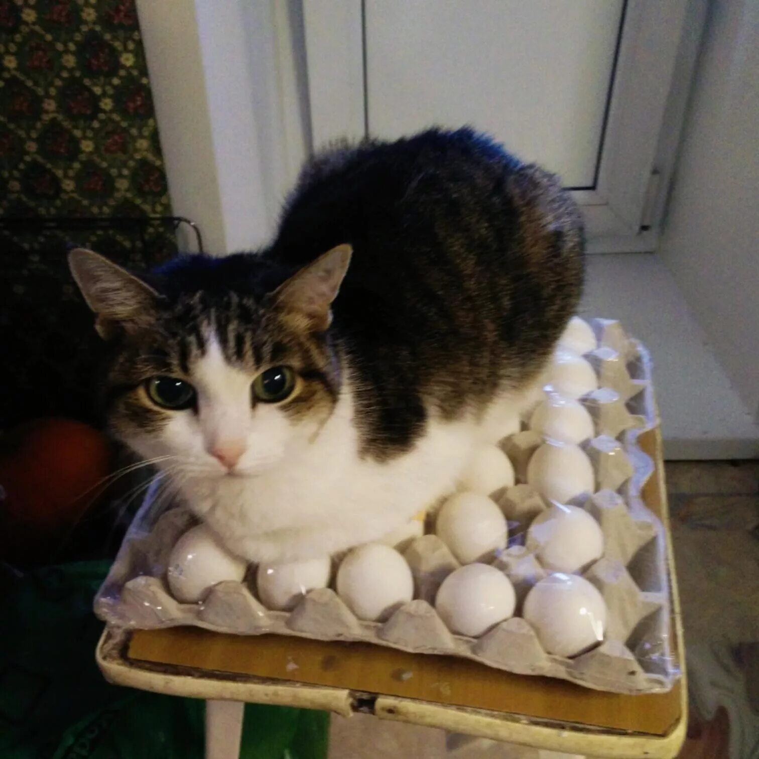 Кошке можно давать яйцо. Кошачьи яйца. Яичный кот. Коты с яйцами.