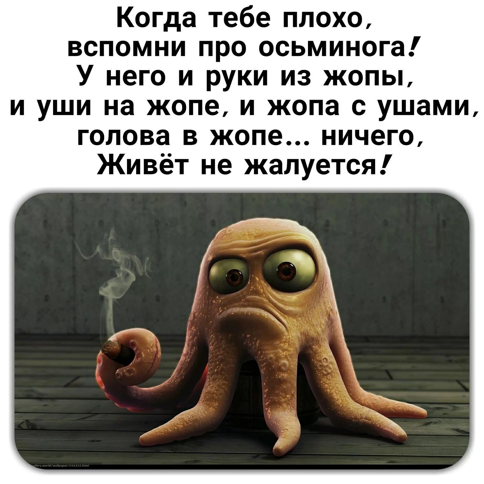 Станет хуже ничего. Шутка про осьминога. Осьминог прикол. Анекдот про осьминога. Если тебе грустно вспомни осьминога.