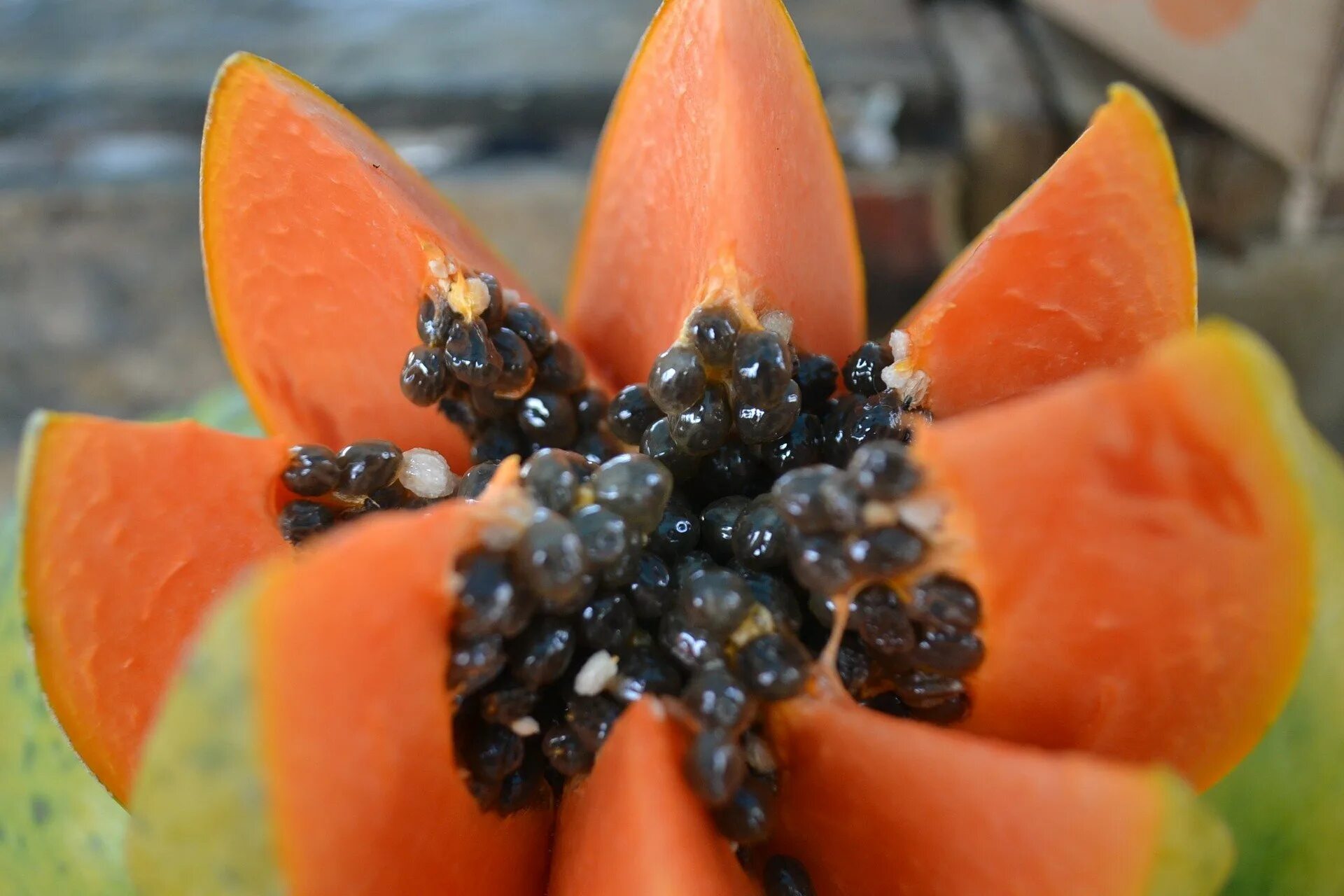 Оранжевый фрукт с черными. Папайя плод. Экзотические фрукты папайя. Папайя растение. Горная папайя.