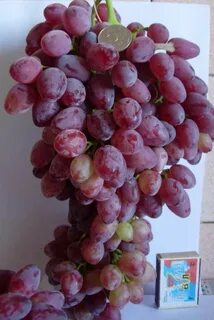 Сорт винограда кишмиш розовый