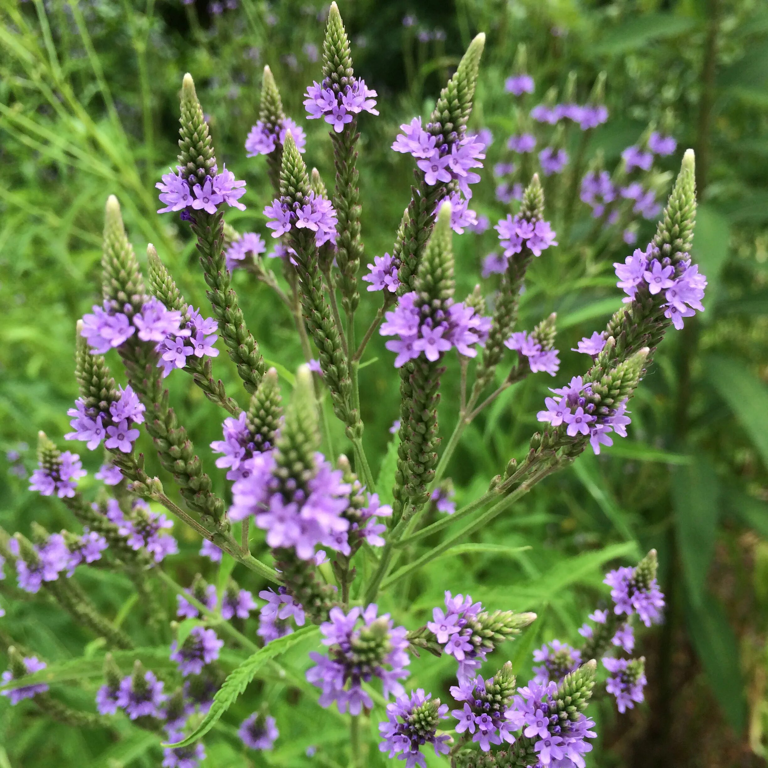 Вербена hastata. Вербена копьевидная. Вербена officinalis. Вербена синяя копьевидная.