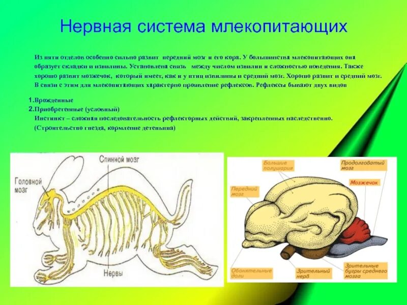 Класс млекопитающие нервная система. Органы нервной системы млекопитающих. Эволюция нервной системы млекопитающих. Нервная система млекопитающих 7 класс биология.