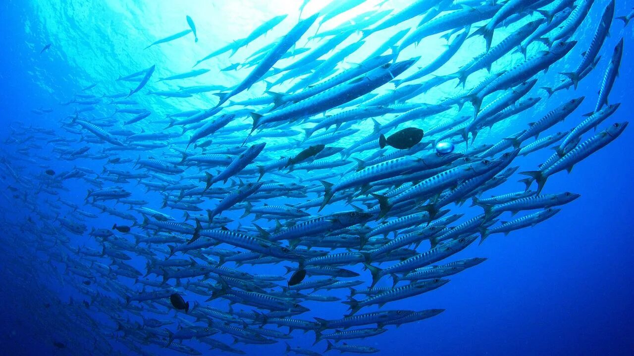 Океанические рыбы. Стая рыб. Косяки рыб в океане. Стаи рыб в океане. Сколько рыб в океане