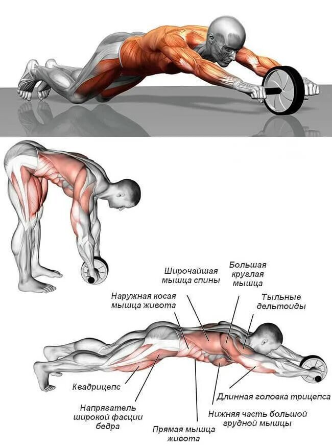 Широкие отжимания какие. Упражнения с колесиком для пресса для мужчин. Упражнения с гимнастическим колесом какие мышцы работают. Упражнения с гимнастическим роликом какие мышцы работают. Отжимания от пола вид сбоку.