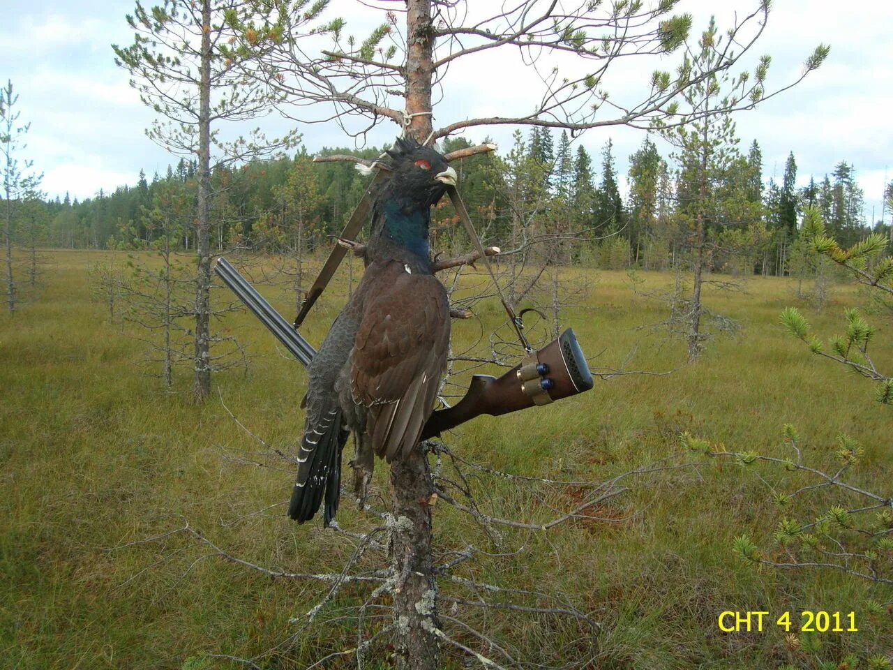 Охотник терпеливо натаскивал. Весенняя охота на глухаря на току.