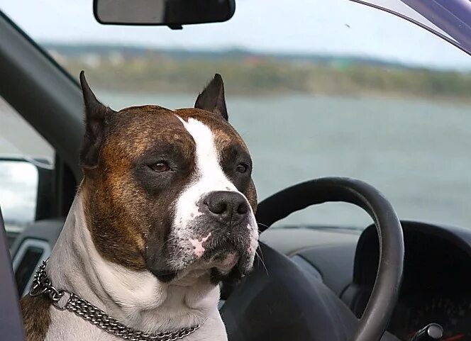 Ам стаффордширский терьер. Авто стаффы. Американский стаффордширский терьер лиловый. Стаффордширский терьер и питбуль. Американский стаффордширский терьер (амстафф).