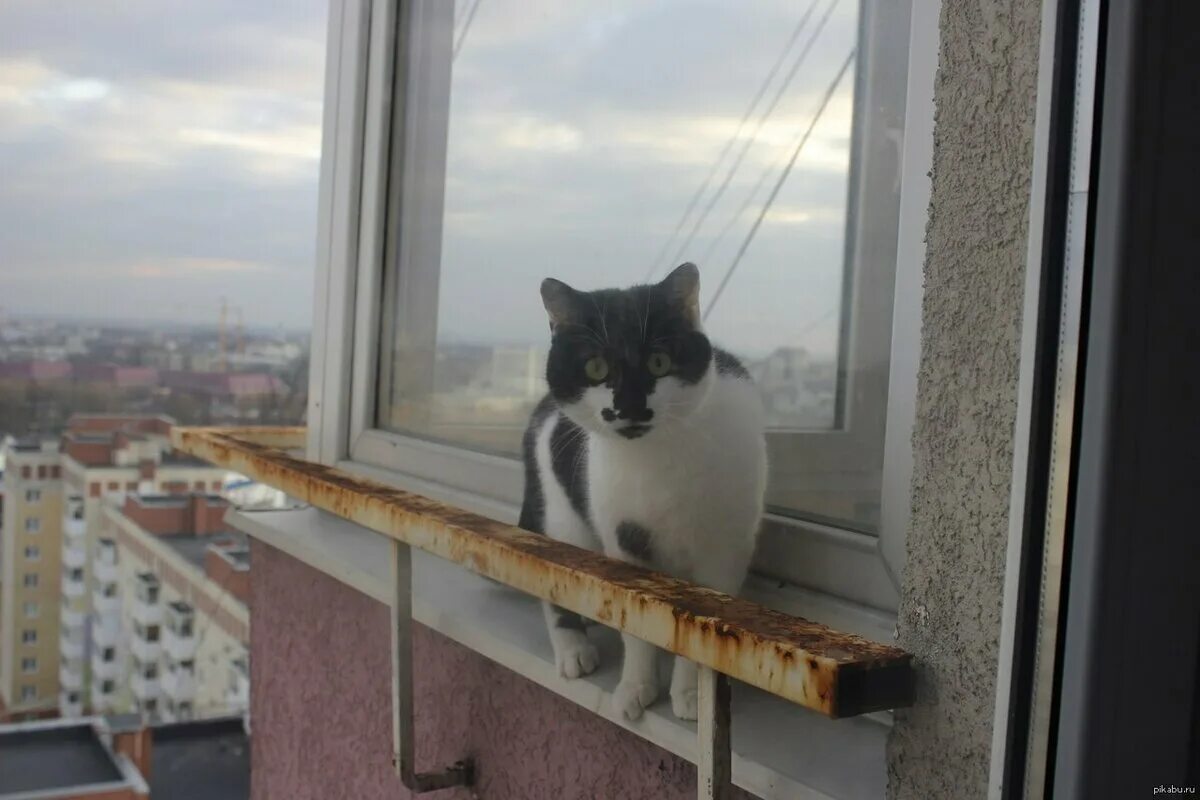 Кот открывает окно. Антикошка на окна. Балкончик антикошка. Кот на окне. Коты на балконе.