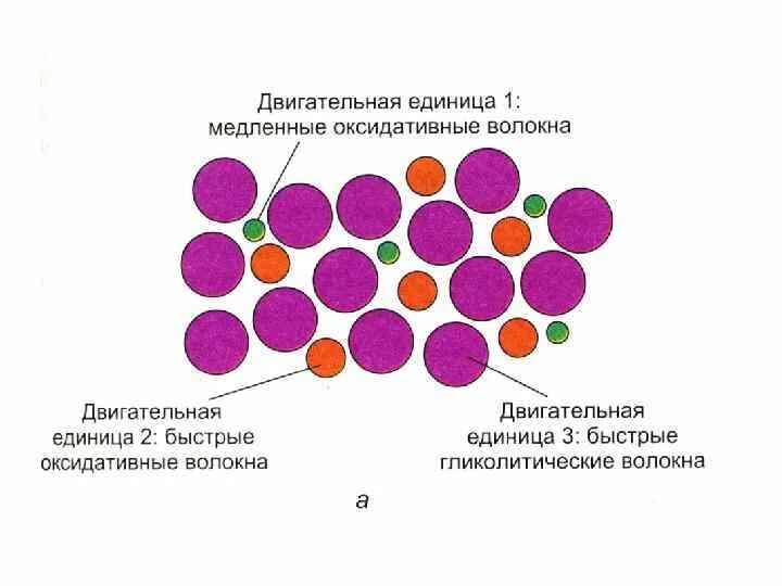 Единиц волокон. Двигательная единица мотонейрон. Классификация двигательных единиц физиология. Единиц волокон. Состав двигательной единицы.
