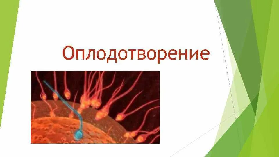 Чем оплодотворение отличается от. Оплодотворение. Оплодотворение у человека. Оплодотворение презентация. Оплодотворение 9 класс биология.