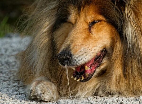 Инфекционный трахеобронхит у собак. Истечения из носа у собаки. Кашель у собаки. Лишай (трихофития, микроспория);. Простуда у собак симптомы.