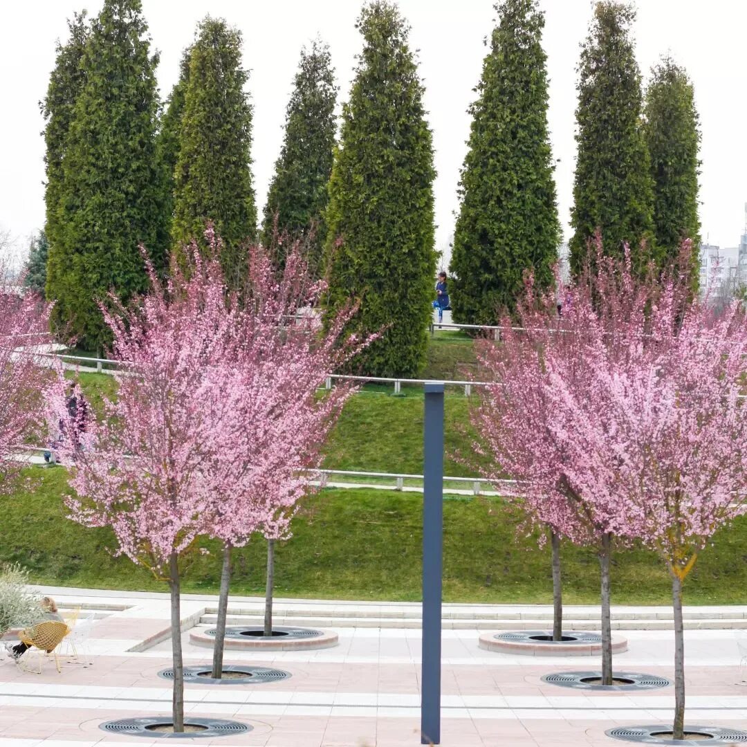 Что сейчас цветет в парке галицкого. Слива Нигра парк Краснодар. Слива Нигра в парке Галицкого. Парк Галицкого слива цветет. Парк Галицкого розовые деревья.
