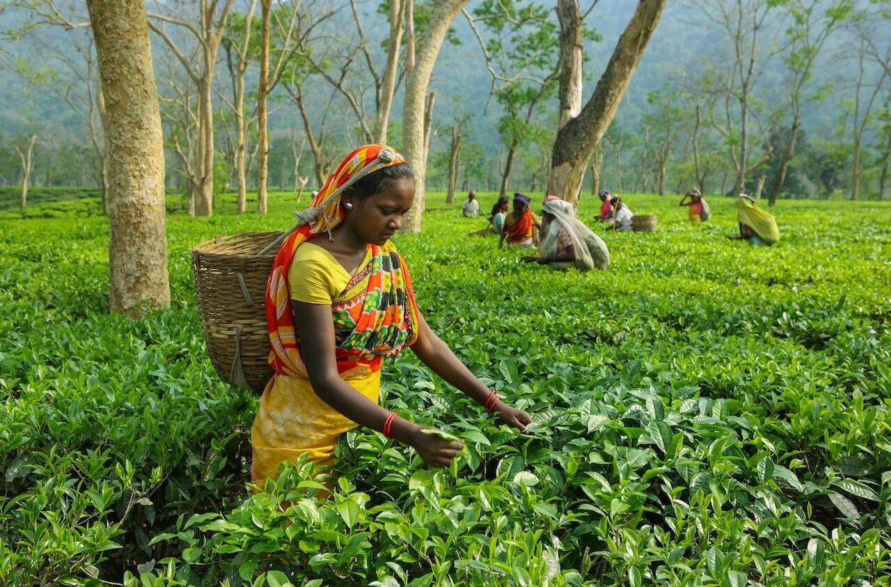 In northern india they harvest their. Чайные плантации Ассам. Ассам Индия. Ассам индийские чайные плантации. Чайный штат Индии Ассам.