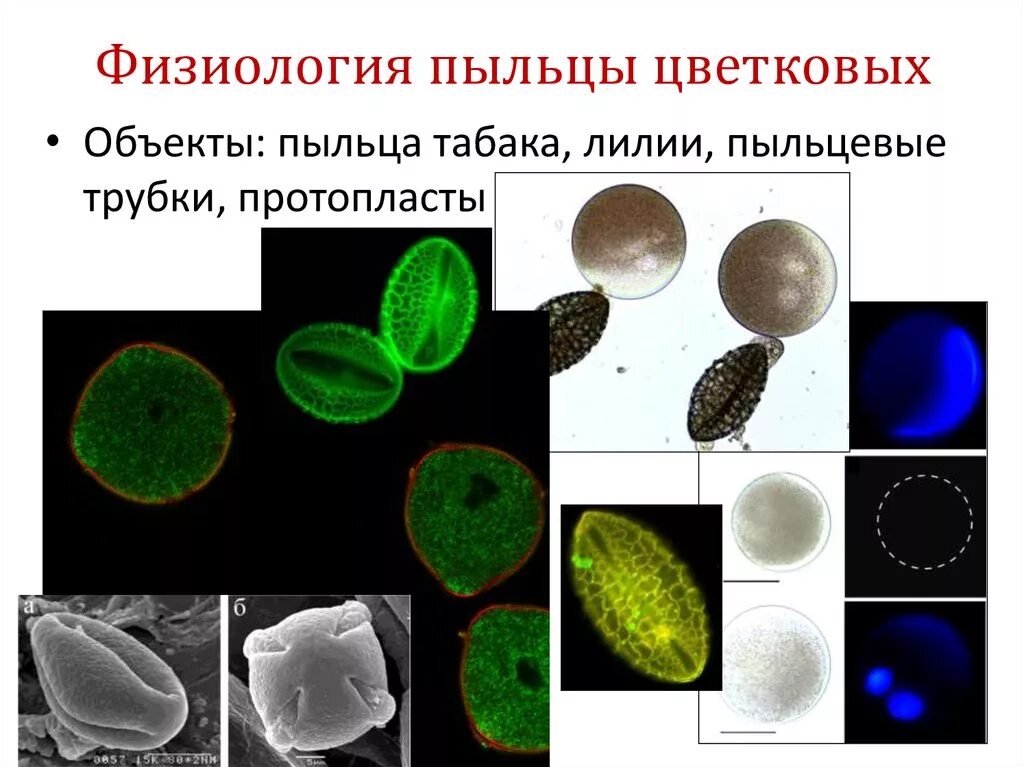 Функции пыльцы. Форма пыльцы. Лабораторная работа изучение формы пыльцы разных растений. Виды пыльцы. Изучение формы пыльцы цветков разных растений лабораторная работа.