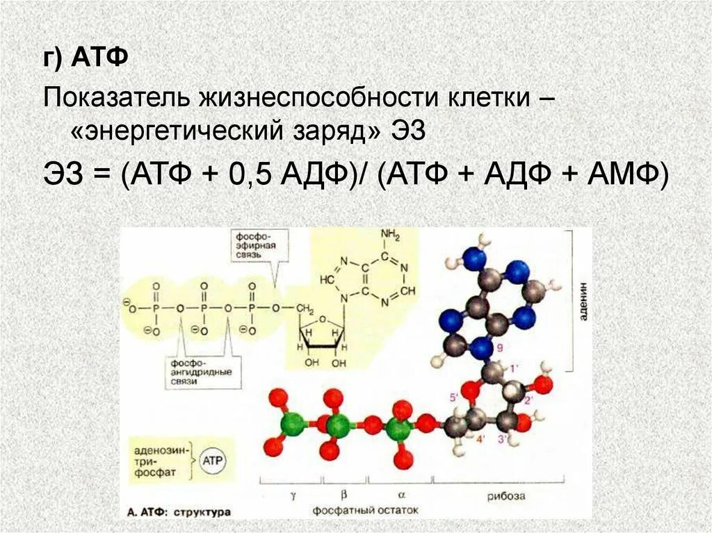 Атф в растительной клетке. АТФ И АДФ. Образование АТФ из АДФ.