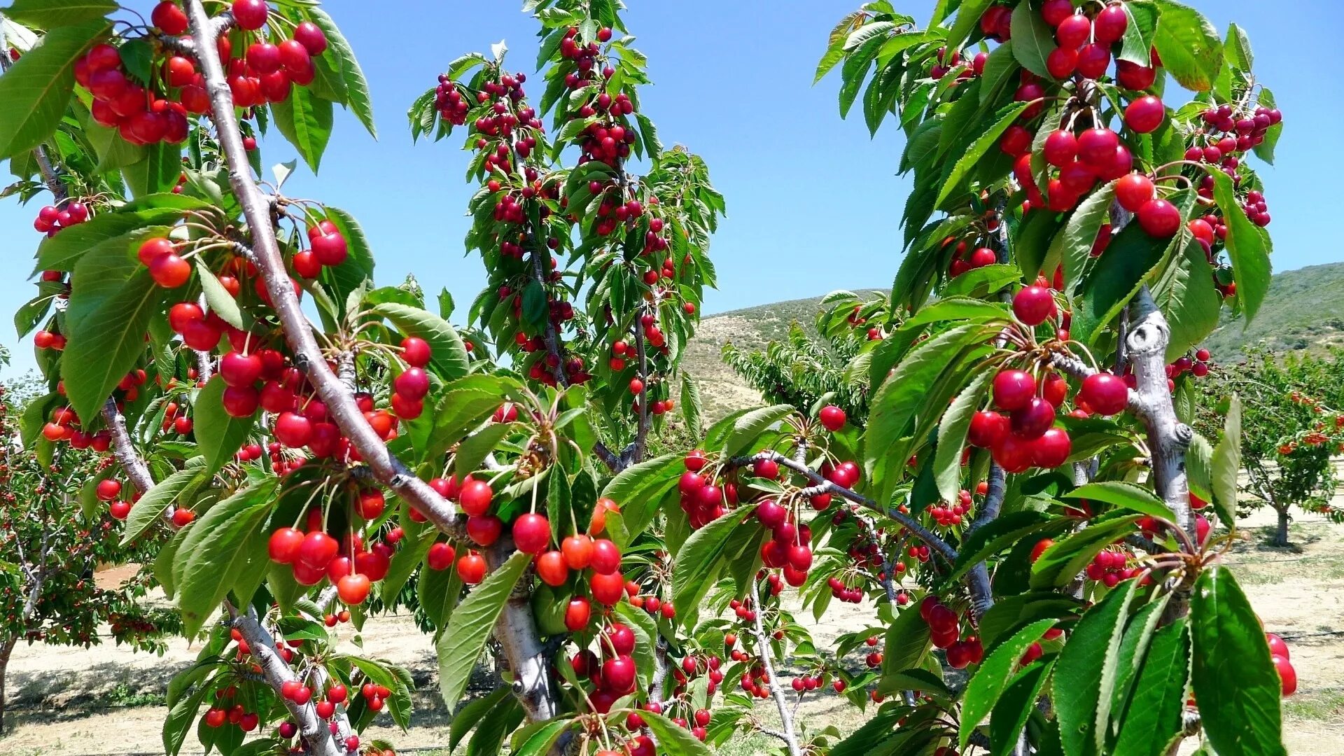 Вишня плодовое дерево. Черешневый сад. Черешневые сады в Крыму.