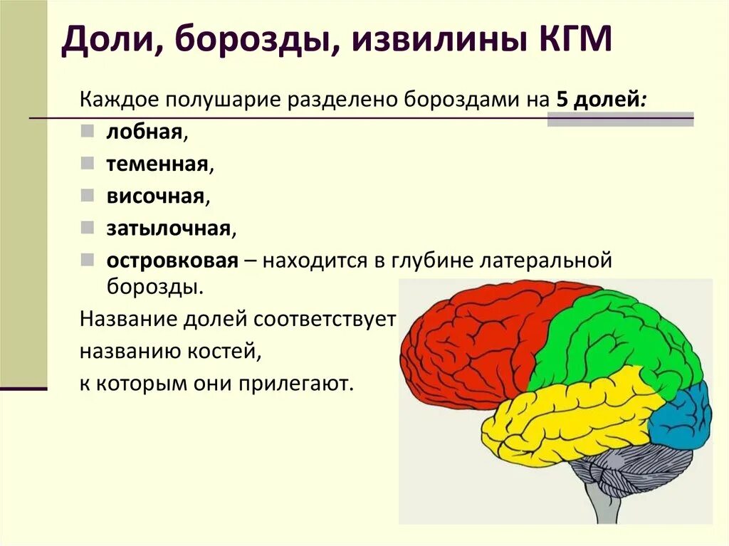 Развитие долей мозга