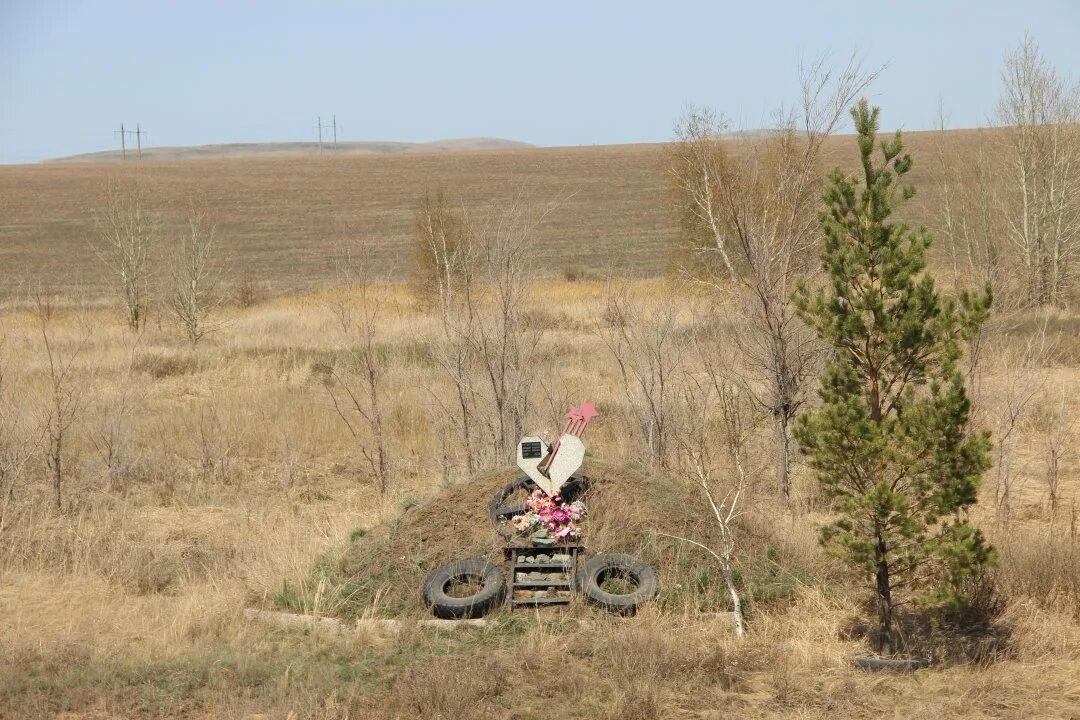 Сосны гибнут. Деревья Оренбургской области. ГАИ село Ивановка штат фото Амурская область.