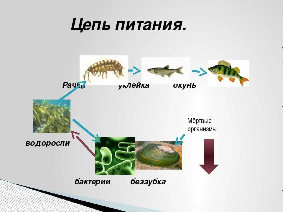 Пищевая экосистема озера. Пищевая сеть экосистемы озера. Пищевая цепь сообщества озера. Пищевая цепочка питания. Составить пищевую цепь водоема