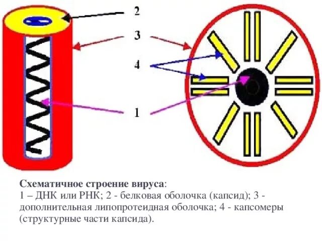 4 строение вирусов. Строение вируса оболочка капсид. Схематичное строение вируса. Внешнее строение вируса. Схематичное строение вируса и его части.