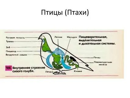 Дыхание голубей