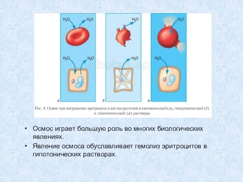 Осмос биология ЕГЭ гипотонический раствор. Эритроциты в изотоническом растворе. Гемолиз эритроцитов в гипотоническом растворе. Эритроциты в гипотоническом растворе. Клетку поместили в дистиллированную воду