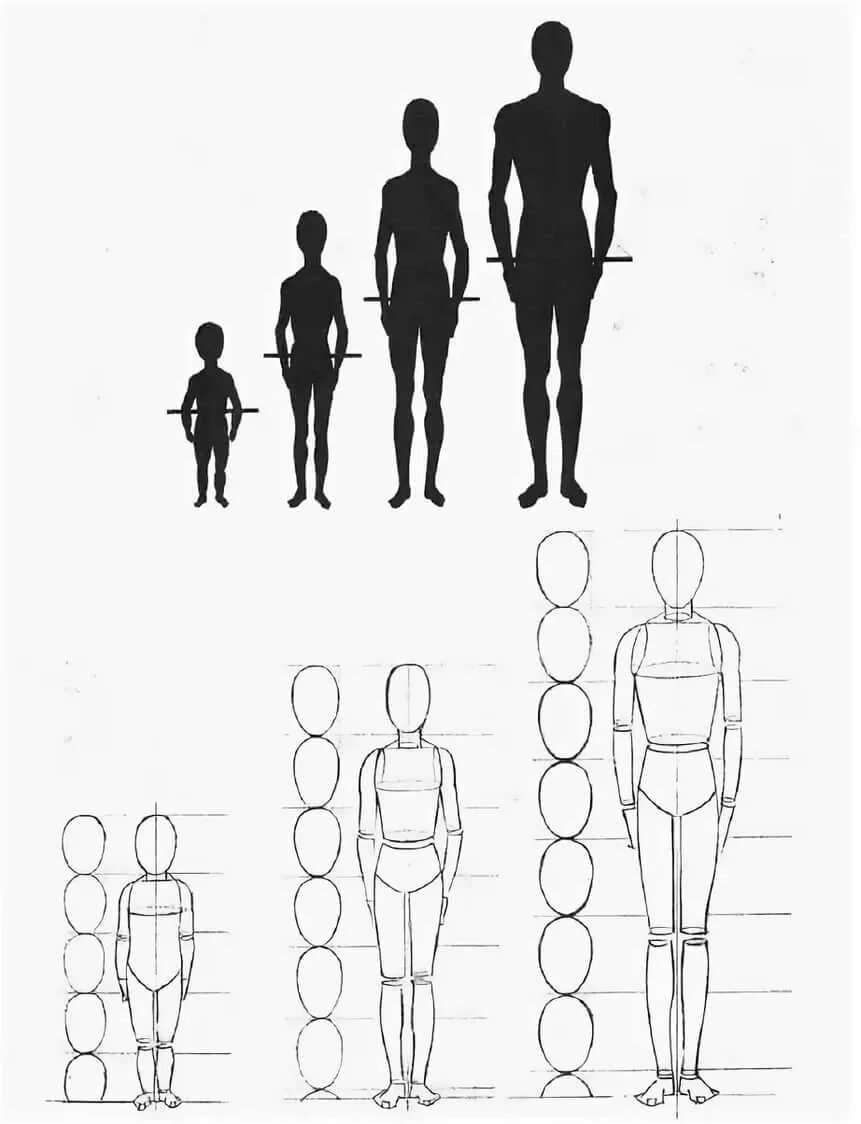Сколько голов в взрослом человеке. Пропорции человека рисунок. Фигура человека для рисования. Пропорции человека для рисования. Пропорции человеческой фигуры.