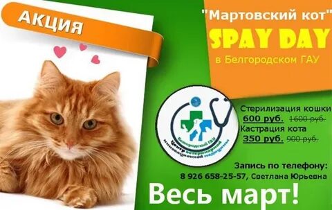 Мартовский кот ветеринарная