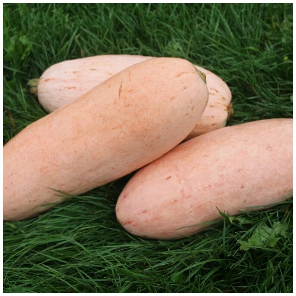 Тыква сорт розовый банан отзывы фото. Тыква торпеда описание сорта. Тыква сорт розовый банан отзывы фото. Гавриш тыква розовый банан. Тыква торпеда.