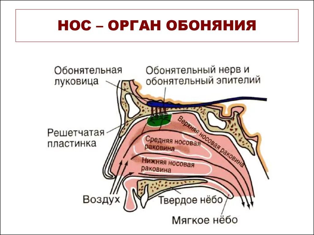 Обоняние строение