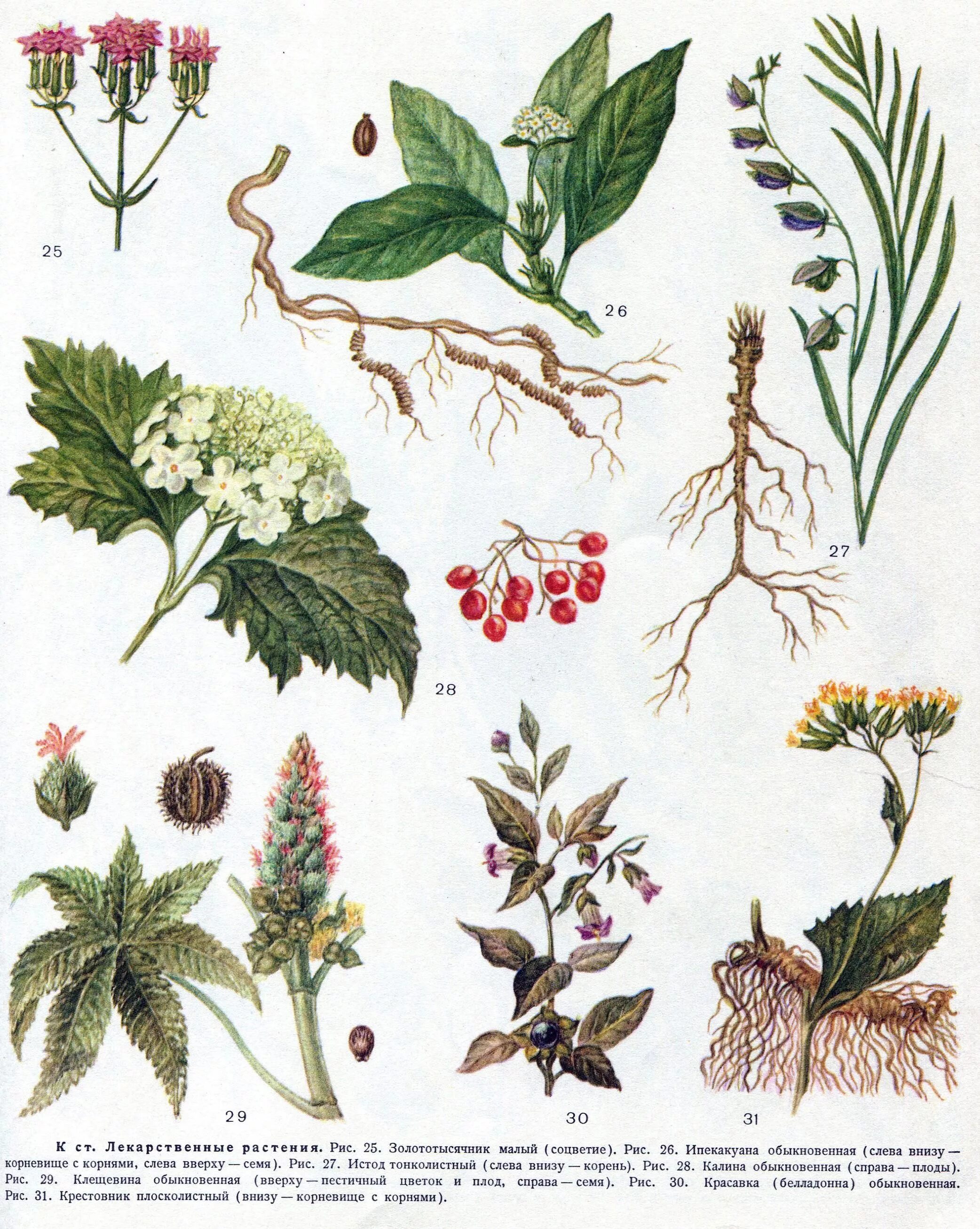 Medicine plants. Крестовник плосколистный. Официнальные лекарственные растения. Фармакопейные лекарственные растения. Травник лекарственные растения.