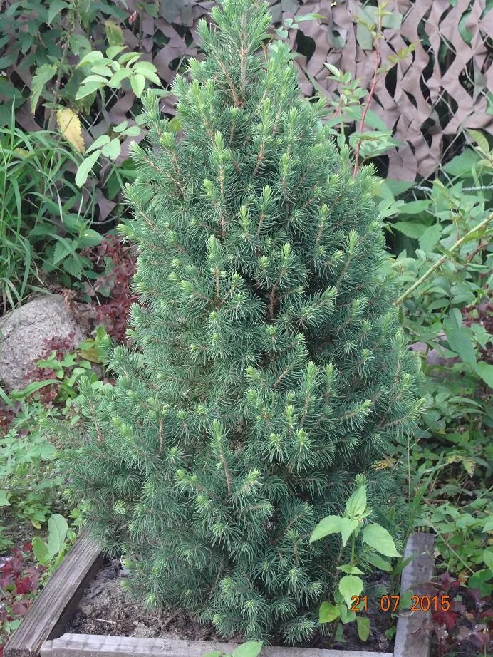 Питомник растений рогачевское шоссе. Саженцы земли владимирской питомник куркиных д. Черешня дайбера чёрная. Черевишня дюк. Питомник тюмень.