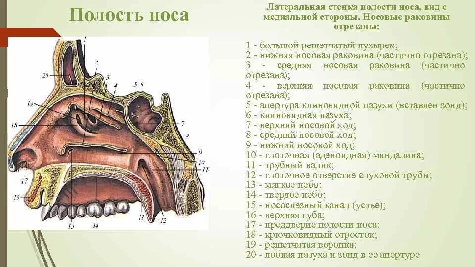 Носовой проход отделен от ротовой полости твердым. Носовая полость строение стенки. Латеральная стенка полости носа схема. Полость носа анатомия строение. Латеральная стенка полости носа ходы.