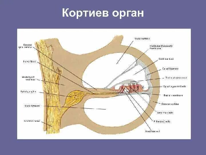 Строение уха Кортиев орган. Внутреннее ухо Кортиев орган. Слуховой анализатор Кортиев орган. Улитка уха Кортиев орган.