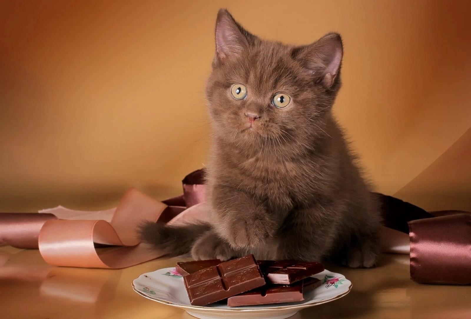 Можно ли кошкам. Шоколадный британец экзот. Шоколадный британец кот. Шоколадный британец котенок. Британская короткошёрстная кошка шоколад.