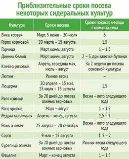 Когда сеять озимые в подмосковье