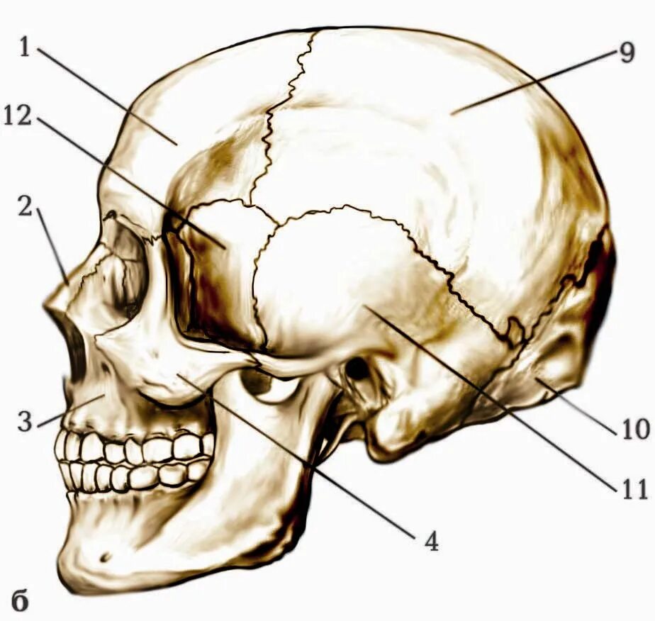 Голова скелета сбоку. Боковая поверхность черепа. Латеральная поверхность черепа.