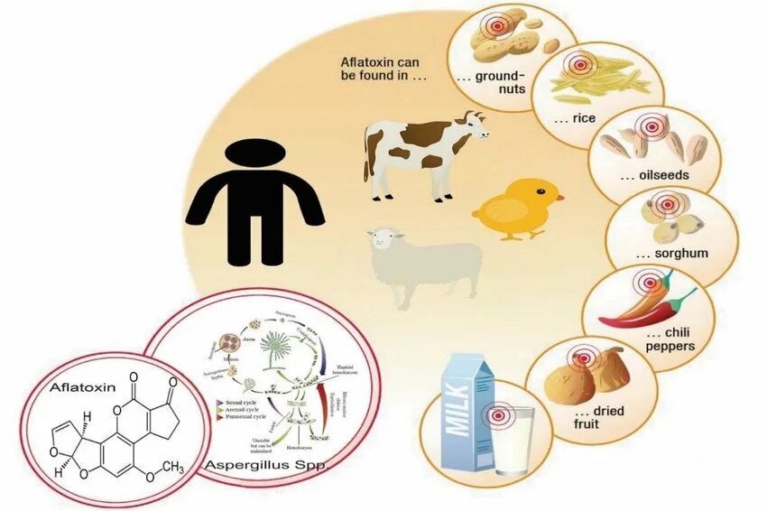 Мюленбекия цветет. Dead grass. Густой лес. Common ground meaning. Земля - вид сверху.