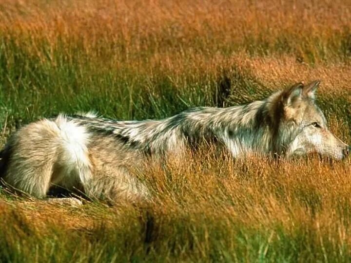 Волчья степь. Степной волк. Волчья степь. Волк canis lupus. Волк в лесу.