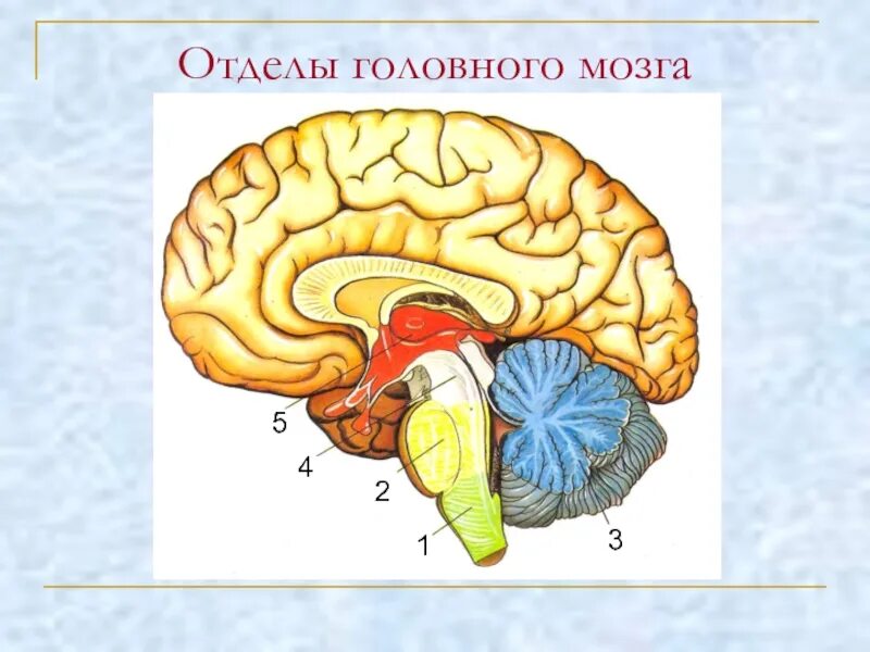 Рисунок мозга биология 8 класс. Схема строения отделов головного мозга. Структура отделов головного мозга схема. Функции отделов головного мозга рисунок. Отделы головного мозга схема рисунок.