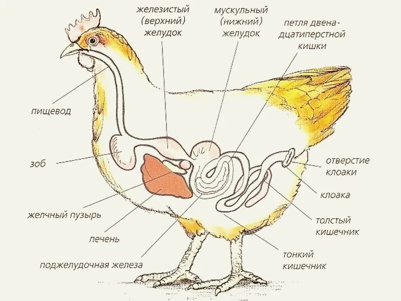 Яйцевод курицы анатомия. Схема строения яйцевода курицы. Строение курицы органы зоб. Зоб птицы анатомия. Что находится в мускульном желудке птицы