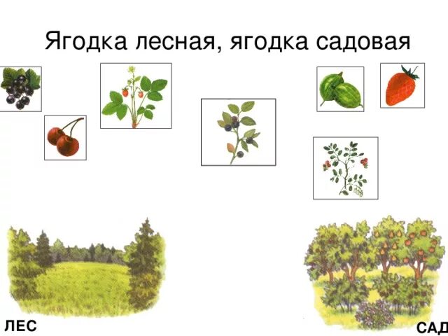 Лесные ягоды задания для детей. Ягоды Лесные и садовые задания для детей. Задания Лесные ягоды для малышей. Ягоды садовые и Лесные задания для дошкольников. Решить задачу в лесу на разных кустах