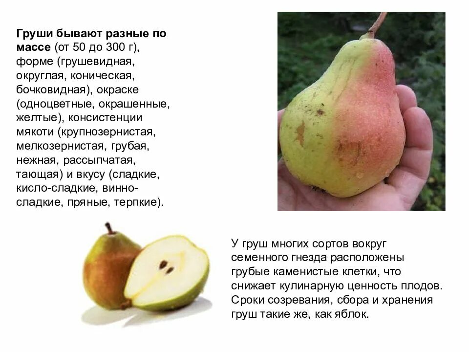 Груша какая описание