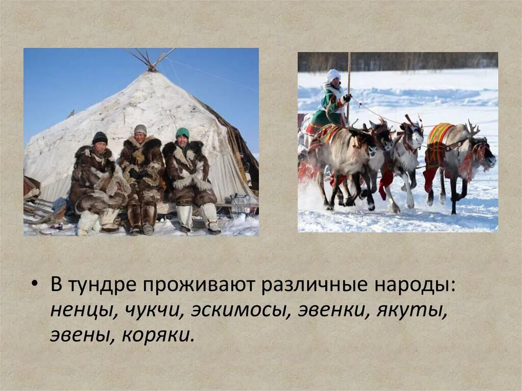 Какие народы живут в сибири чем занимаются. Жители тундры. Занятия населения тундры. Народы тундры. Народы проживающие в тундре.