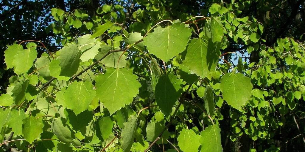 Осина обыкновенная (populus tremula). Тополь дрожащий осина. Тополь дрожащий осина. Тополь дрожащий осина. Осина обыкновенная (populus tremula).