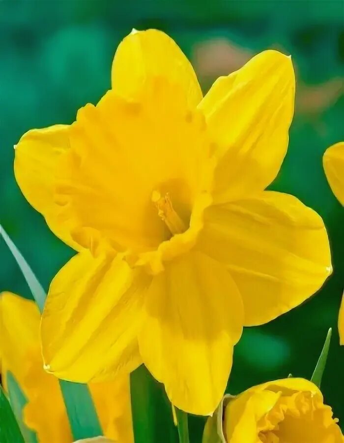 Нарцисс carlton. Нарцисс сиреневый. Нарцисс стейнлесс. Нарцисс carlton. Narcissus нарцисс карлтон.