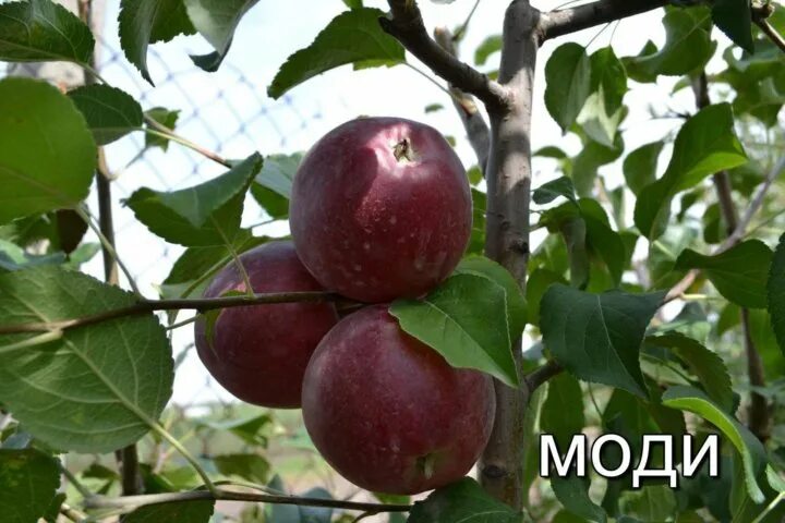 ≡ Купить саженцы Яблоня Моди в Крыму ➤ Почтой Садовый край