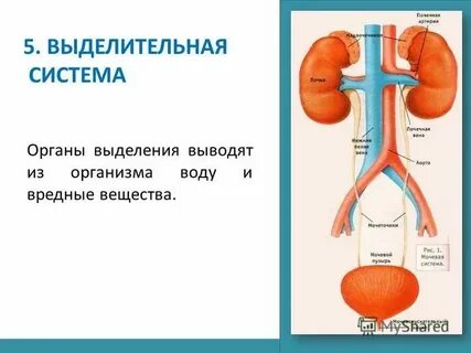 Органы выделения служат для выведения из организма