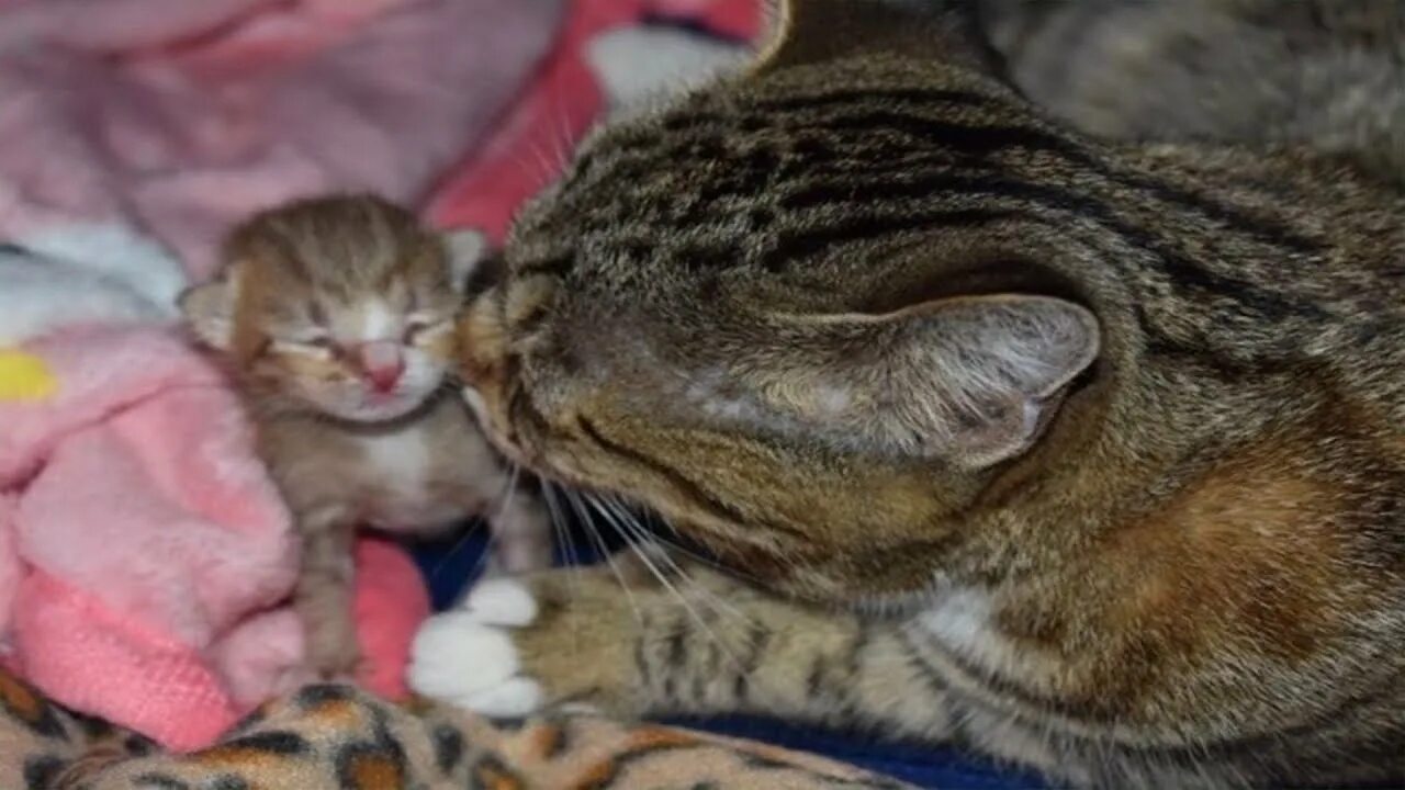 Звук кошки мамы котятам. Котята с мамой. Мама кошка и котенок. Котенок прижался к маме. Счастье материнства кошки.